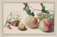 TvB T 102
          <br/>
          Vruchtenstilleven
          <br/>
          <em>Huysum, Michiel van</em>